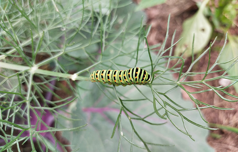 Bruco macaone (Papilio machaon)