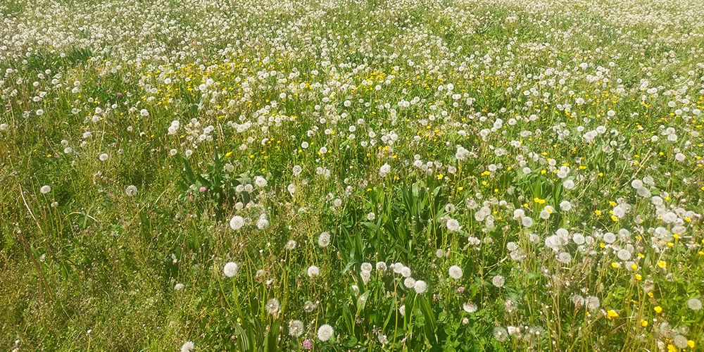 Prato fiorito Prato fiorito