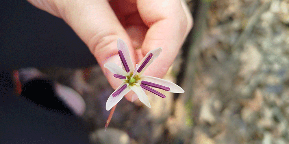 Dente di cane Erythronium dens-canis Dente di cane Erythronium dens-canis