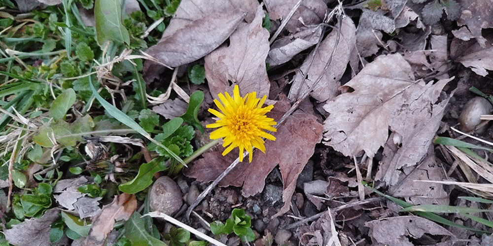 Dente di leone Taraxacum officinale Dente di leone Taraxacum officinale
