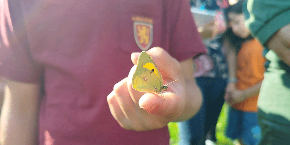 Farfalla al Parco dei Colli di Bergamo Farfalla al Parco dei Colli di Bergamo