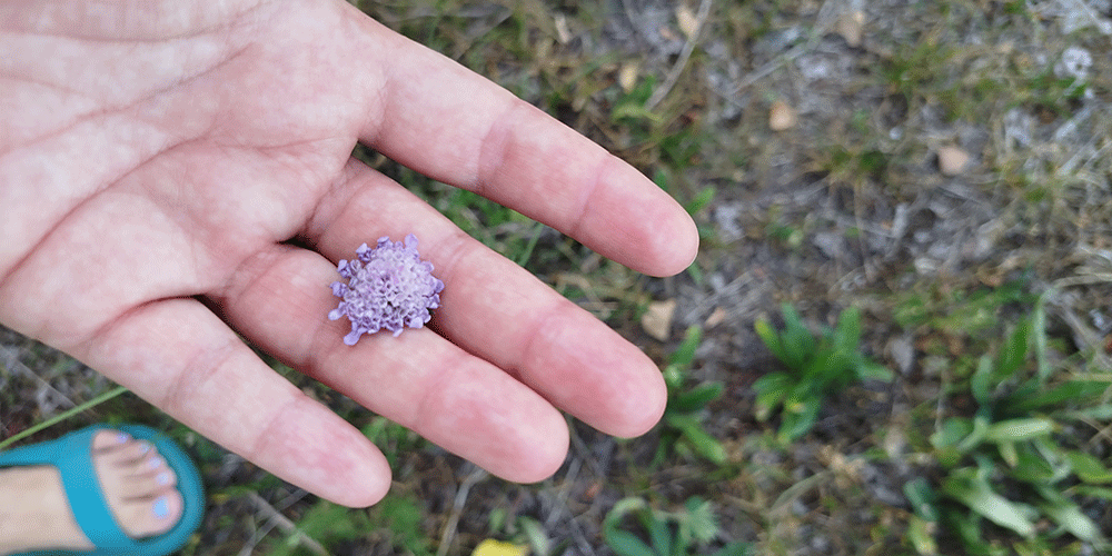 Vedovina selvatica Scabiosa columbaria